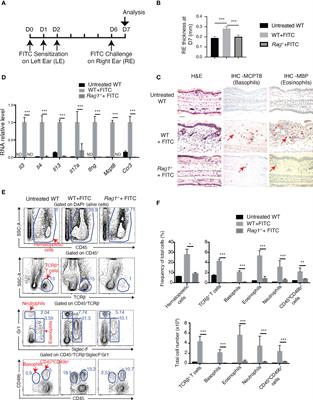 IL-3 produced by T cells is crucial for basophil extravasation in hapten-induced allergic contact dermatitis